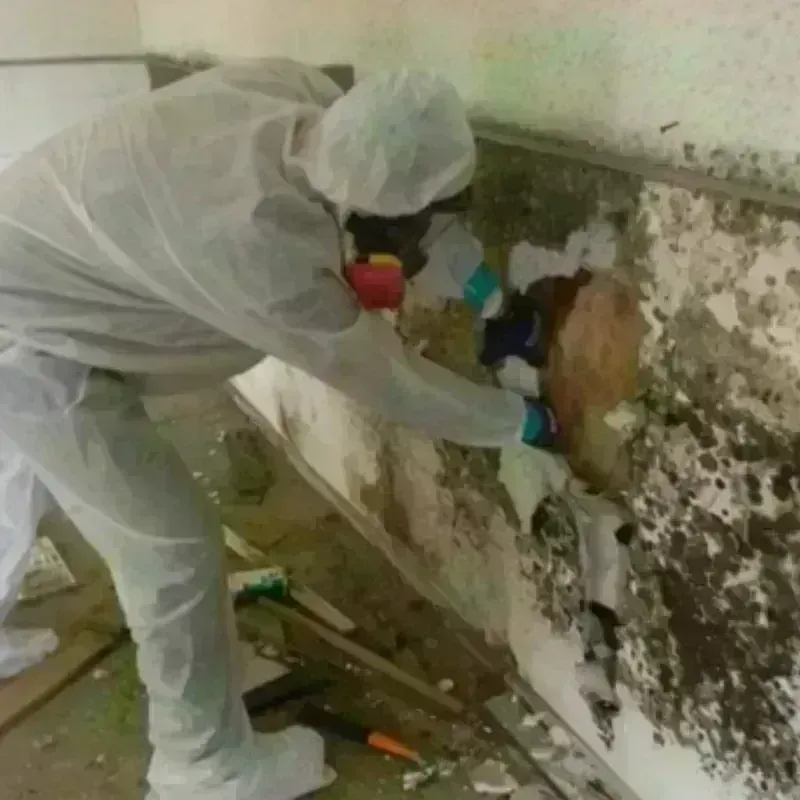 Mold Remediation and Removal in Danville, OH